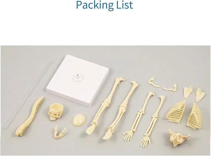 Teng Xin – Explore Science Bone Assembly